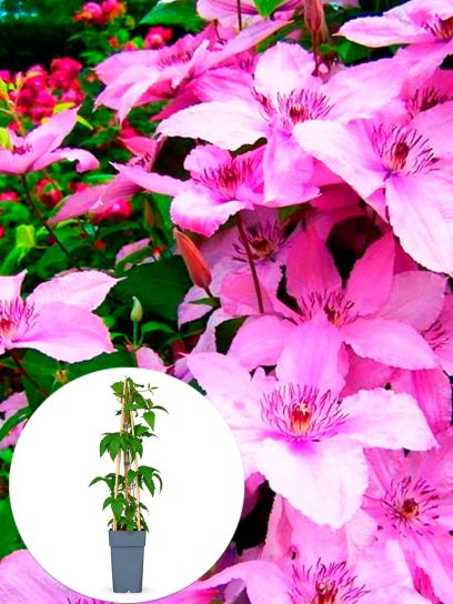 Clematis "Hagley Hybrid" container (P15)