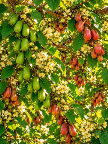 Kiwi Berry Garden Collection – 3 Plants