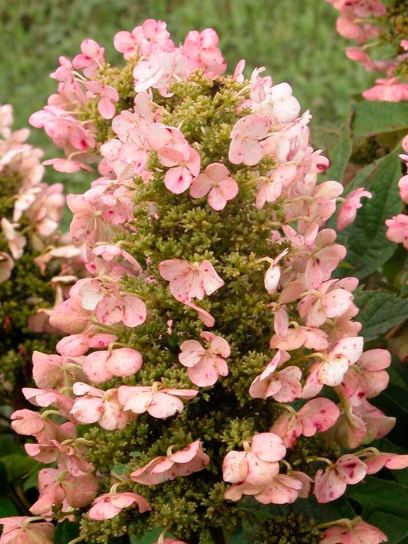 Hydrangea "Munchkin" container (C2)