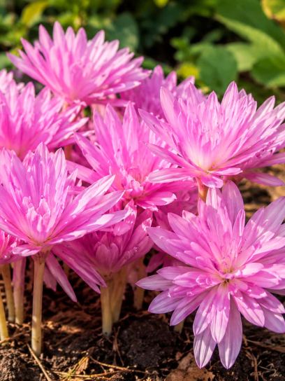 Colchicum "Waterlily"