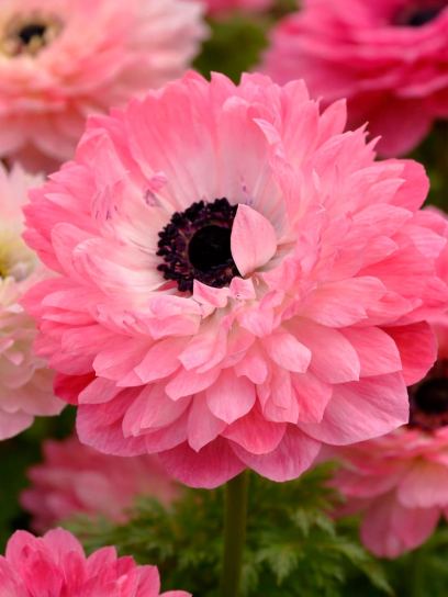 Anemone coronaria LEVANTE-Roze-
