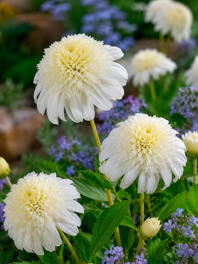Dahlia "Zahra"