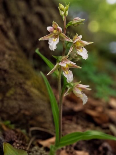 Epipactis palustris
