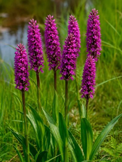 Dactylorhiza pardalina