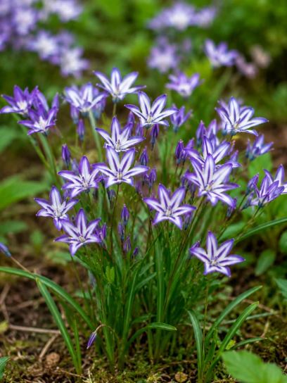 Triteleia laxa "Rudy"