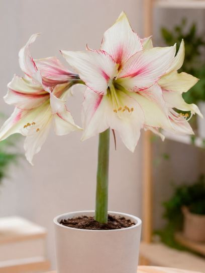 Hippeastrum "Green Magic"