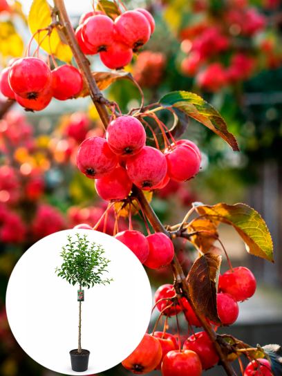 Malus "Red Sentinel" CAC container (P29)