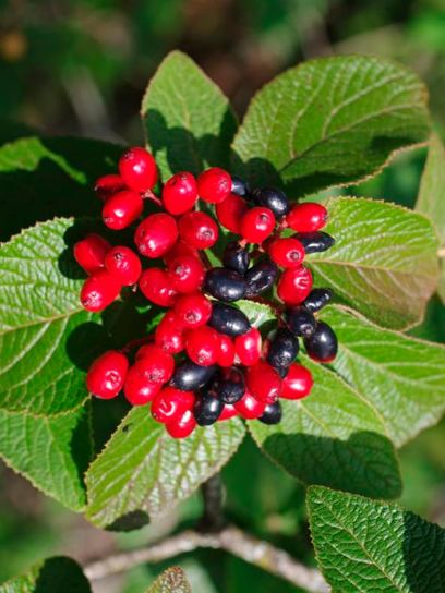 Viburnum "Lantana" container (C3)