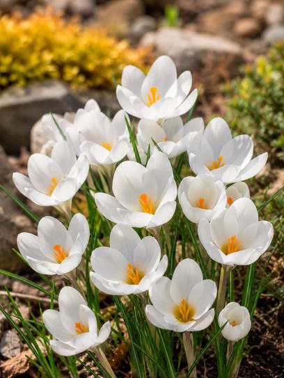Crocus chrysanthus "Polar Bear"