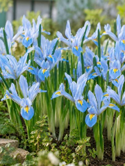 Iris reticulata "Blue Planet"
