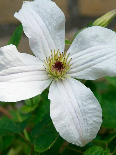 Clematis "Forever Friends" container (C2)