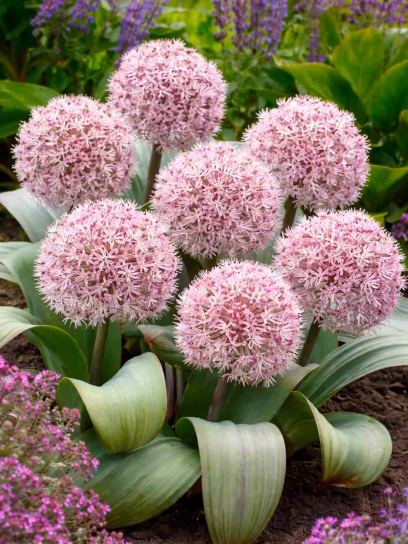 Allium karataviense
