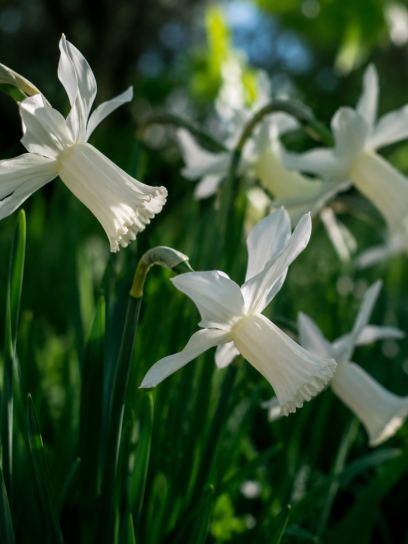 Narcissus "Emcys"