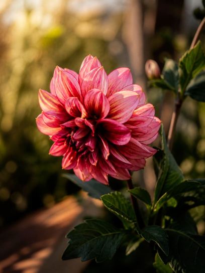 Dahlia "Senior's Hope"