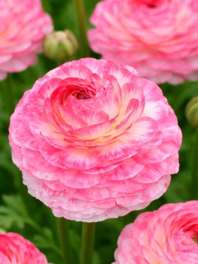 Ranunculus asiaticus "Aviv Picotee" -rose-