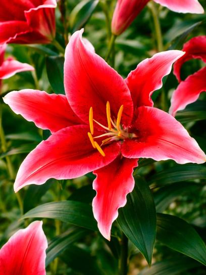 Lilium "Red Flash"