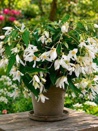 Begonia Bertinii boliviensis "Santa Barbara"