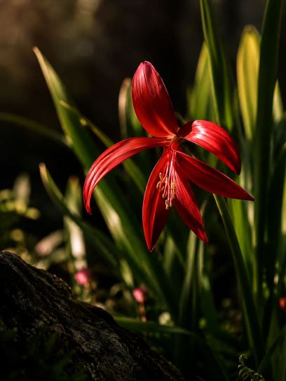 Sprekelia formosissima