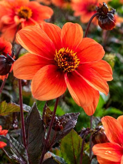 Dahlia "Catherine Deneuve"