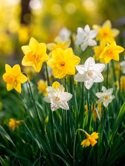 Narcissen kleinbloemig mix