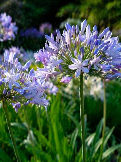 Agapanthus "Dr. Brouwer"