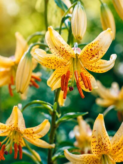 Lilium martagon "Guinea Gold"