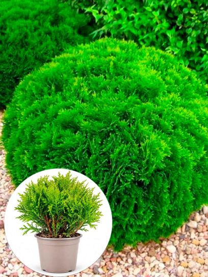 Thuja occidentalis `Danica` pojemnik (P11)