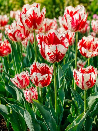 Tulipa "Grand Perfection"