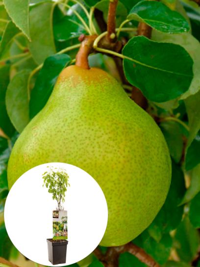 Pear "Doyenné du Comice" container (P18)
