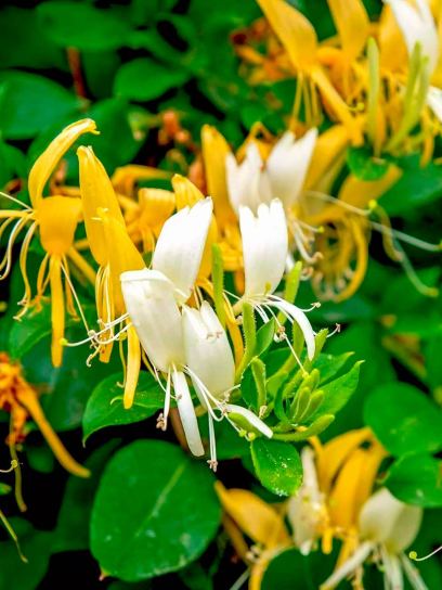 Honeysuckle "Periclymenum" container (C2)