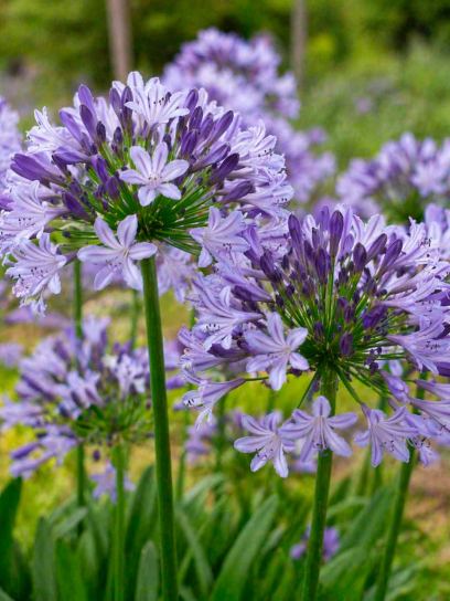 Agapanthus "Poppin Star"
