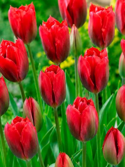 Tulipa "Red Springgreen"