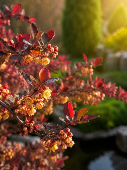Berberis thunbergii "Atropurpurea"