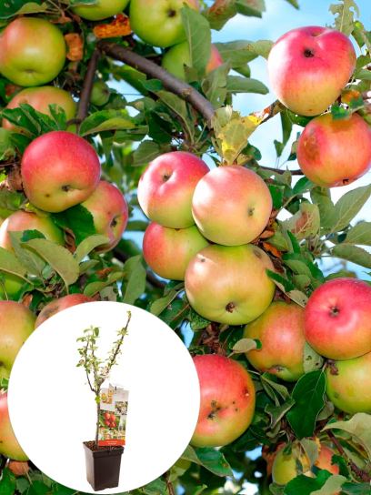 Apple container (P18)