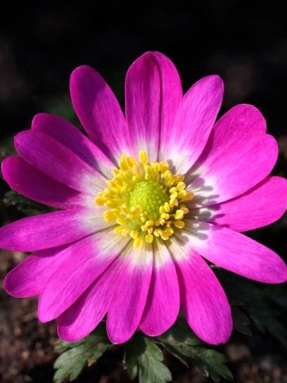 Anemone blanda "Radar"