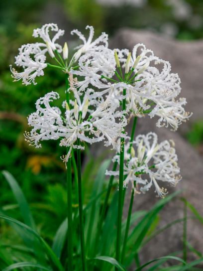 Nerine bowdenii "Als een maagd"
