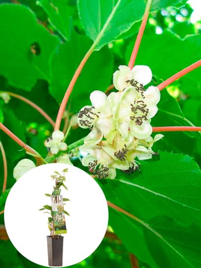 Kiwi Berry "Weikii (Male)" container (P11)