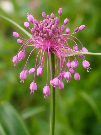 Allium carinatum subsp. pulchellum