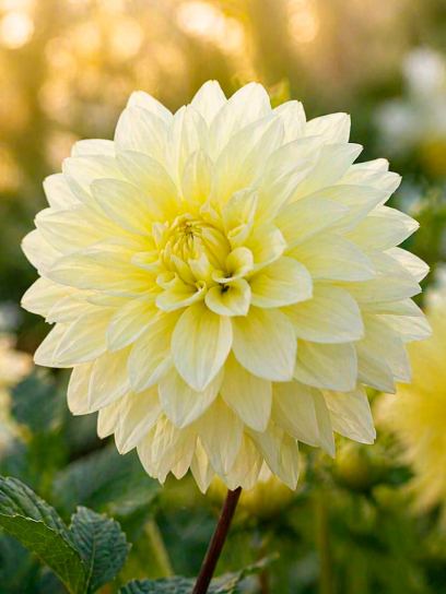 Dahlia "Berliner Lemon"