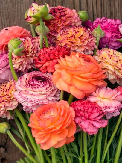 Ranunculus ELEGANCE "Pastello Striato"