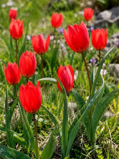 Tulipa hageri
