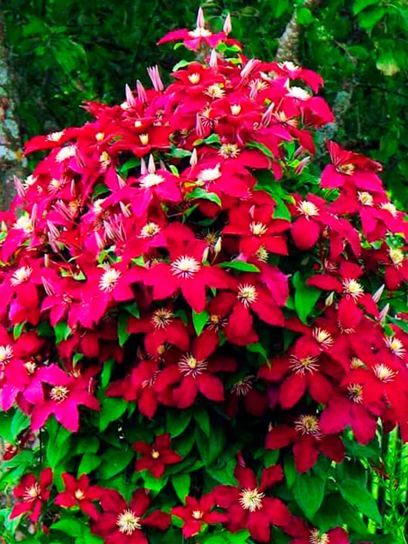 Clematis "Niobe"