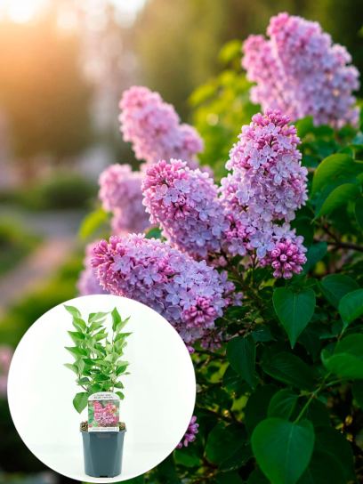 Syringa vulg. "Michel Buchner" pojemnik (Р17)