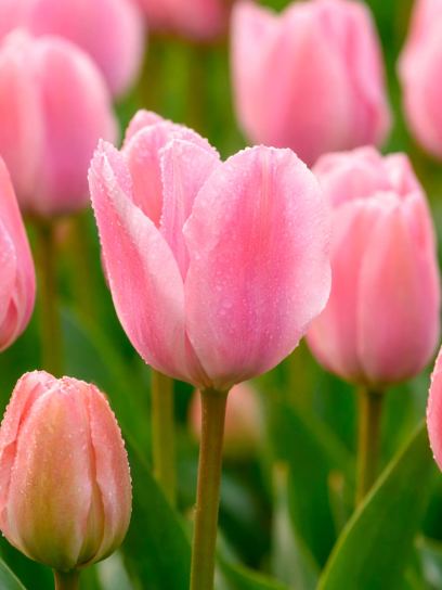 Tulipa "Sweet Sixteen"