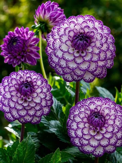 Dahlia "Tartan"