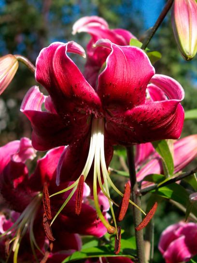 Lilium "Miss Feya"