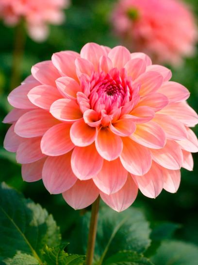 Dahlia "Sebastian"
