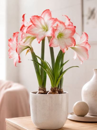 Hippeastrum "Spotlight"