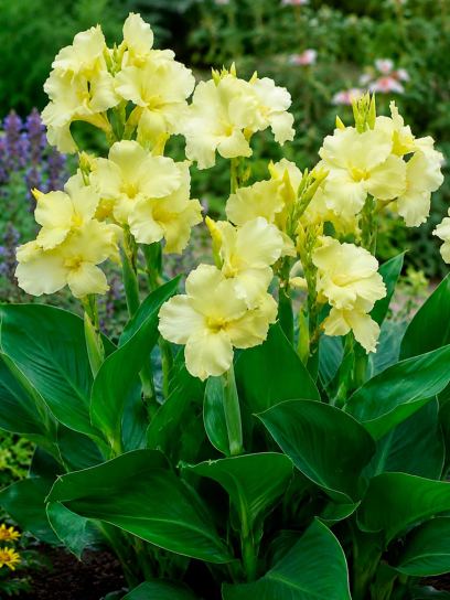 Canna "Vanilla Cream"