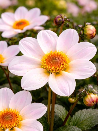 Dahlia "Happy Single Princess"